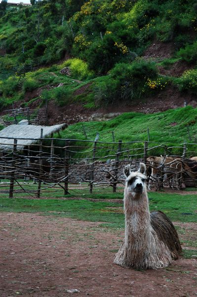 [070313]  065 Lima - Cusco.jpg