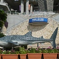 沖繩美ら海水族館