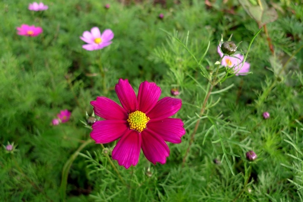 090201002S.jpg 090201002S.jpg
