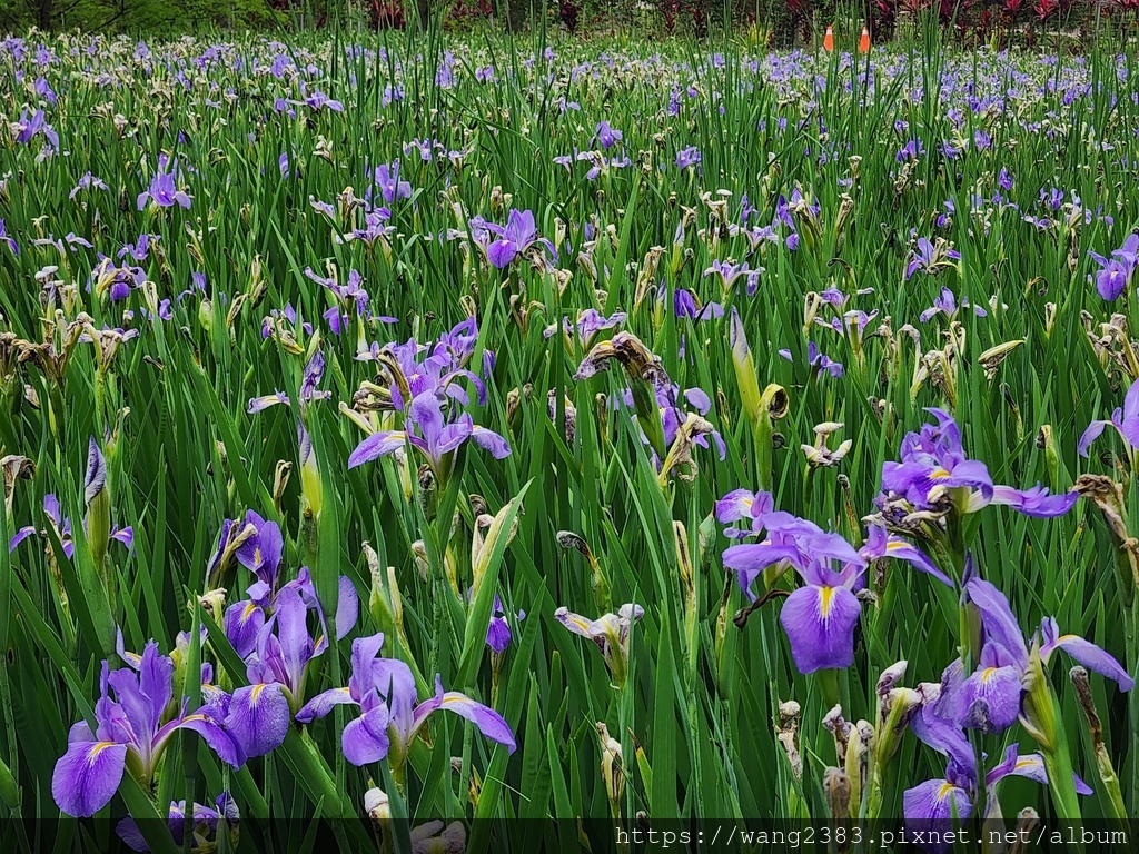 20230422 鳶尾花 (1).jpg