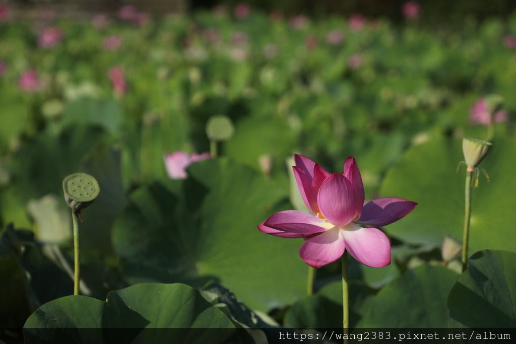 荷花 (37).JPG