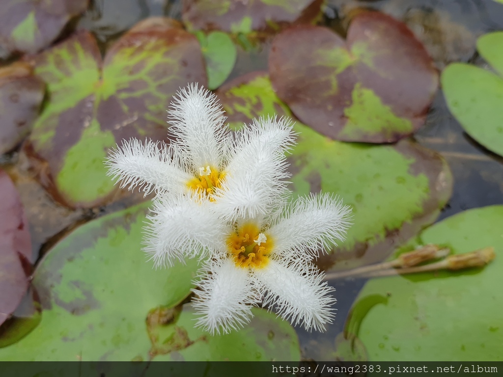 20220501 印度莕菜 (1).jpg