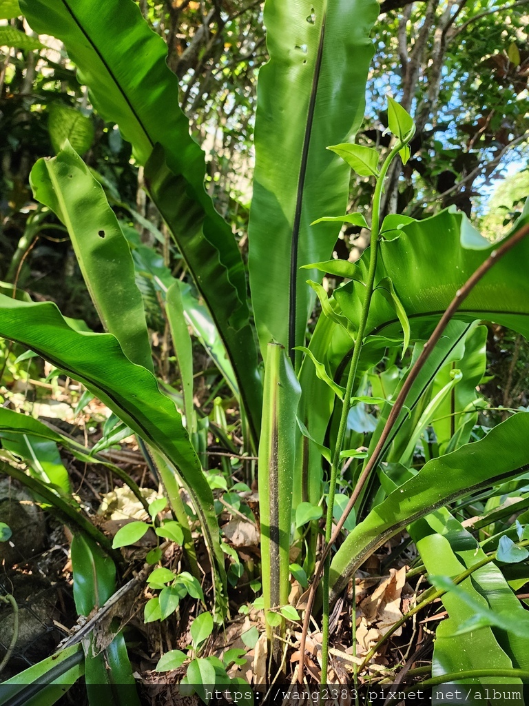 20231118 山蘇花 (3).jpg 20231118 山蘇花 (3).jpg