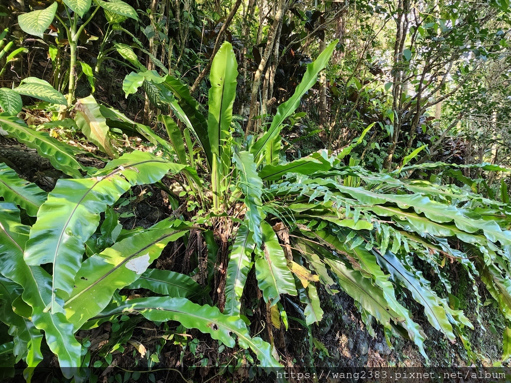 20231118 山蘇花 (1).jpg 20231118 山蘇花 (1).jpg