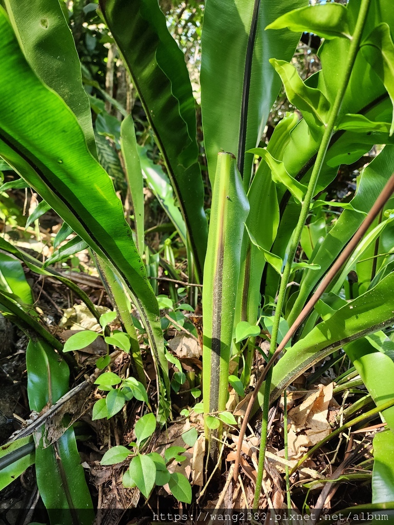 20231118 山蘇花 (2).jpg 20231118 山蘇花 (2).jpg