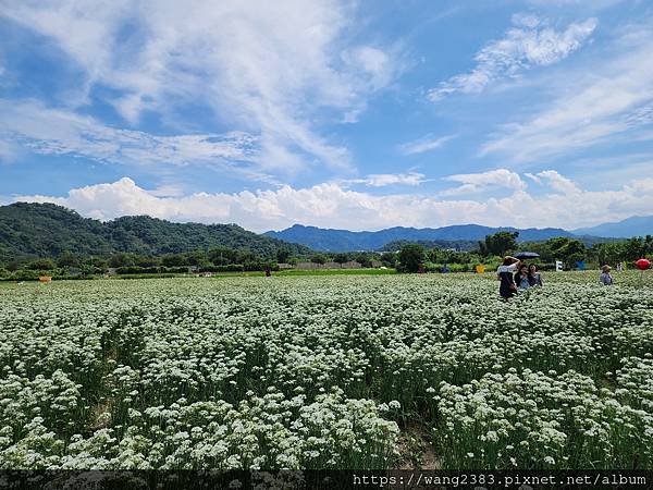 20230916 韭菜花 (9).jpg