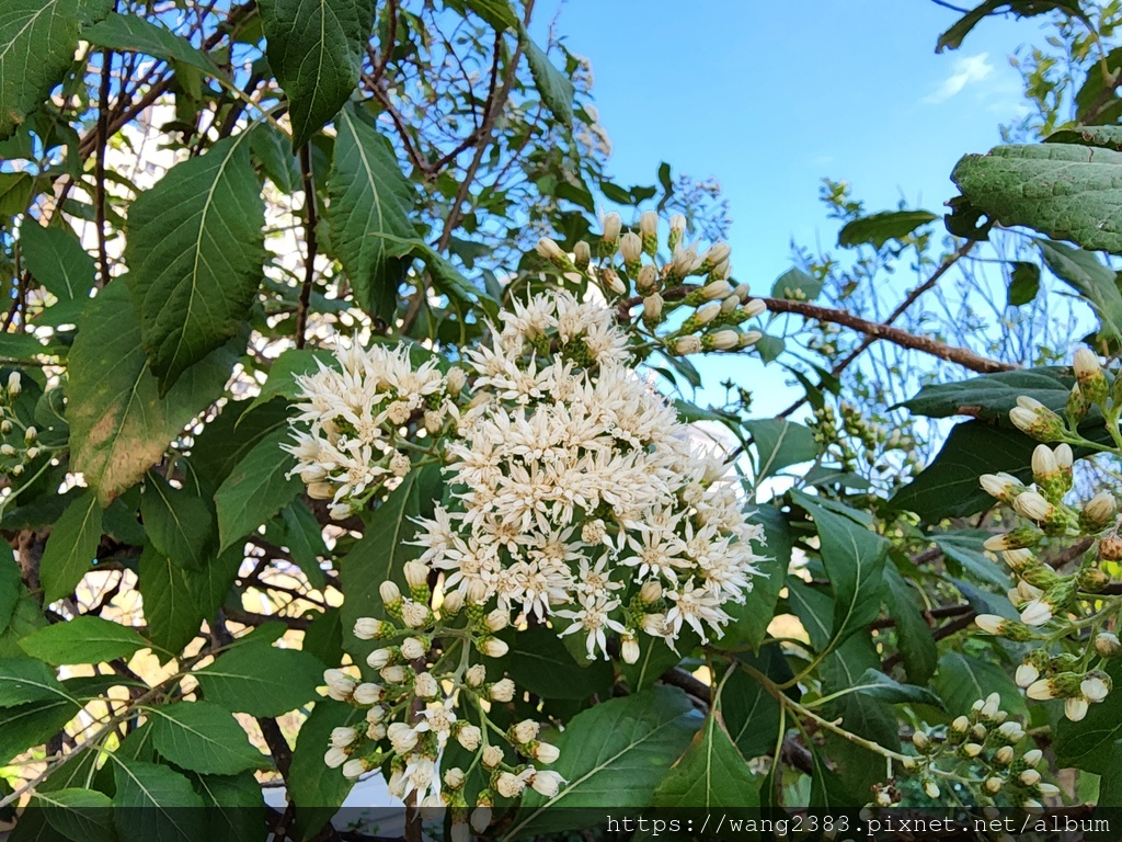 20240118 扁桃斑鳩菊 (8).jpg