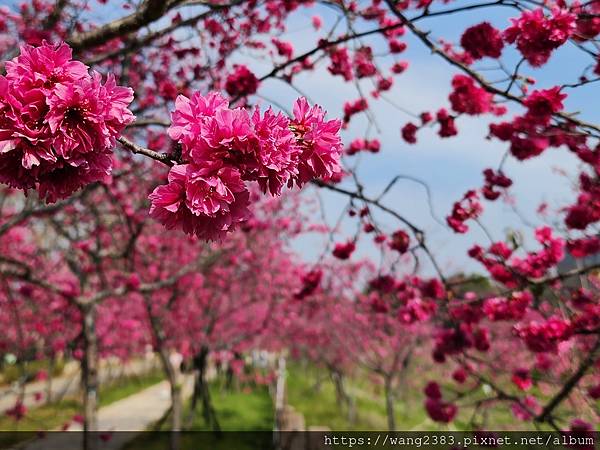 20240222 中科崴立櫻花 (10).jpg