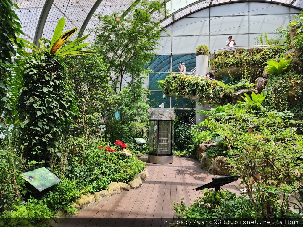 Butterfly Garden 樟宜機場