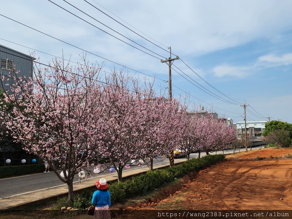 20240323 吉野櫻沙鹿忠貞路 (1).jpg