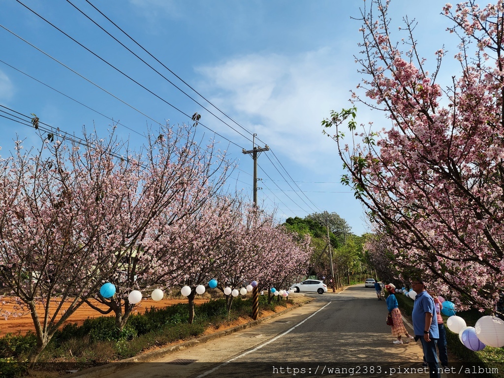 20240323 吉野櫻沙鹿忠貞路 (2).jpg