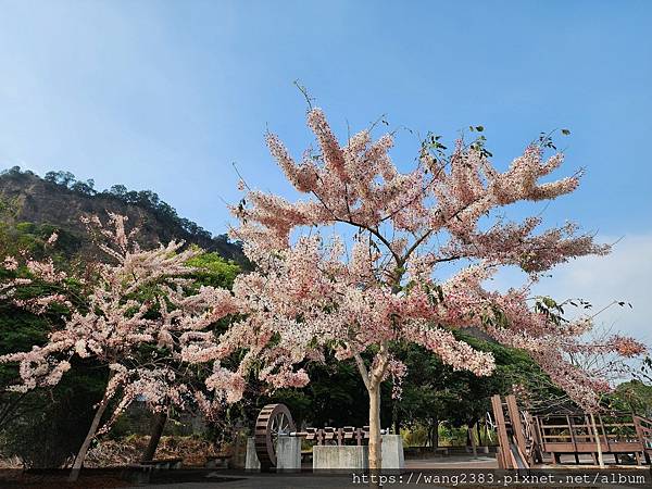 20240402 二水花旗木 (10).jpg