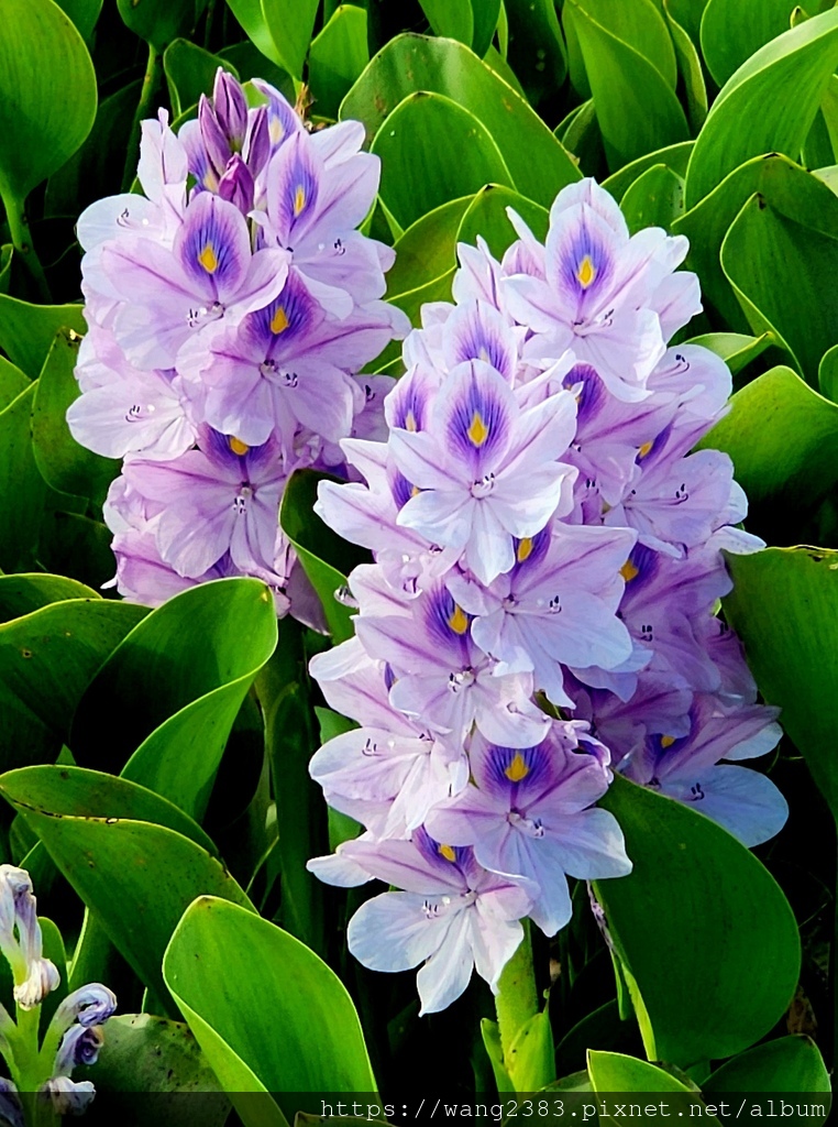 20240516 布袋蓮 (14).jpg