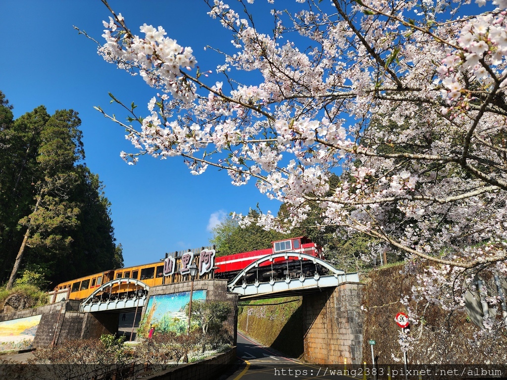 20250323 櫻花火車(19).jpg