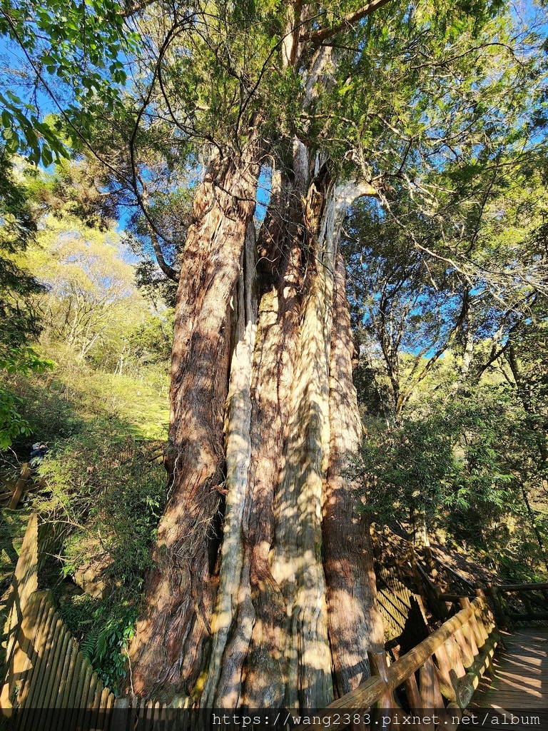 20250324 鹿林神木 (12).jpg 20250324 鹿林神木 (12).jpg