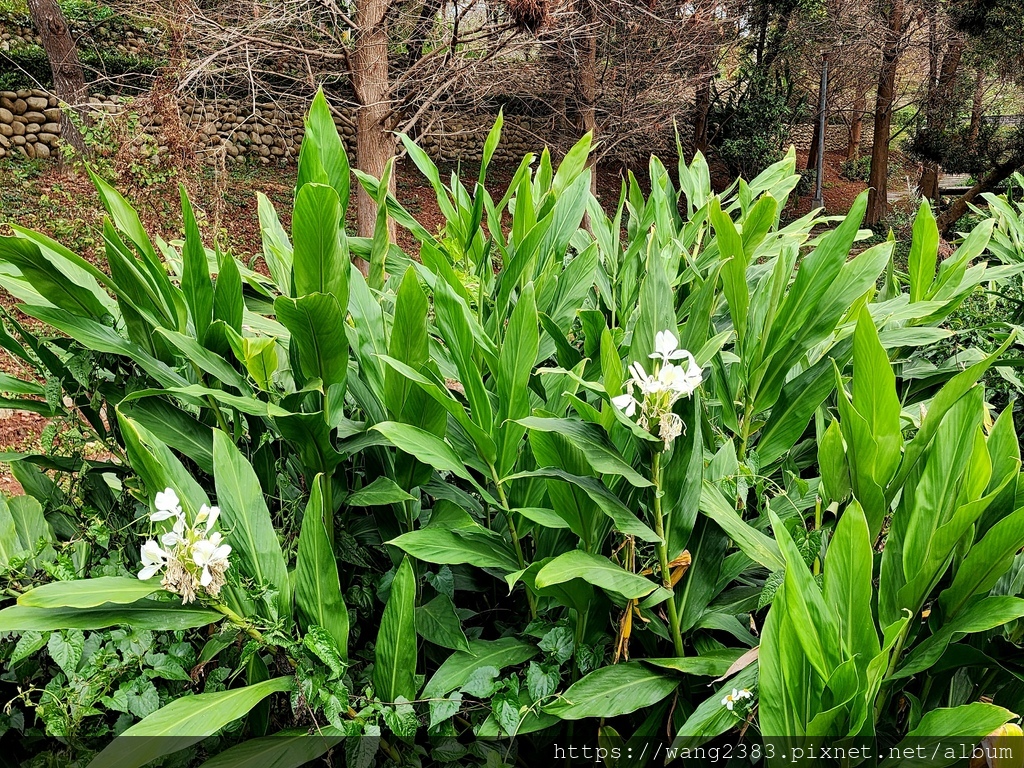 20240309 野薑花 (11).jpg