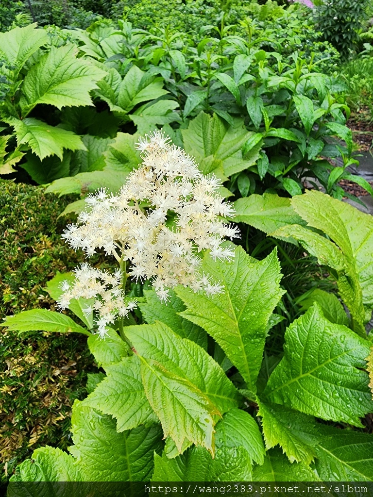 20250526 鬼燈檠 (11).jpg