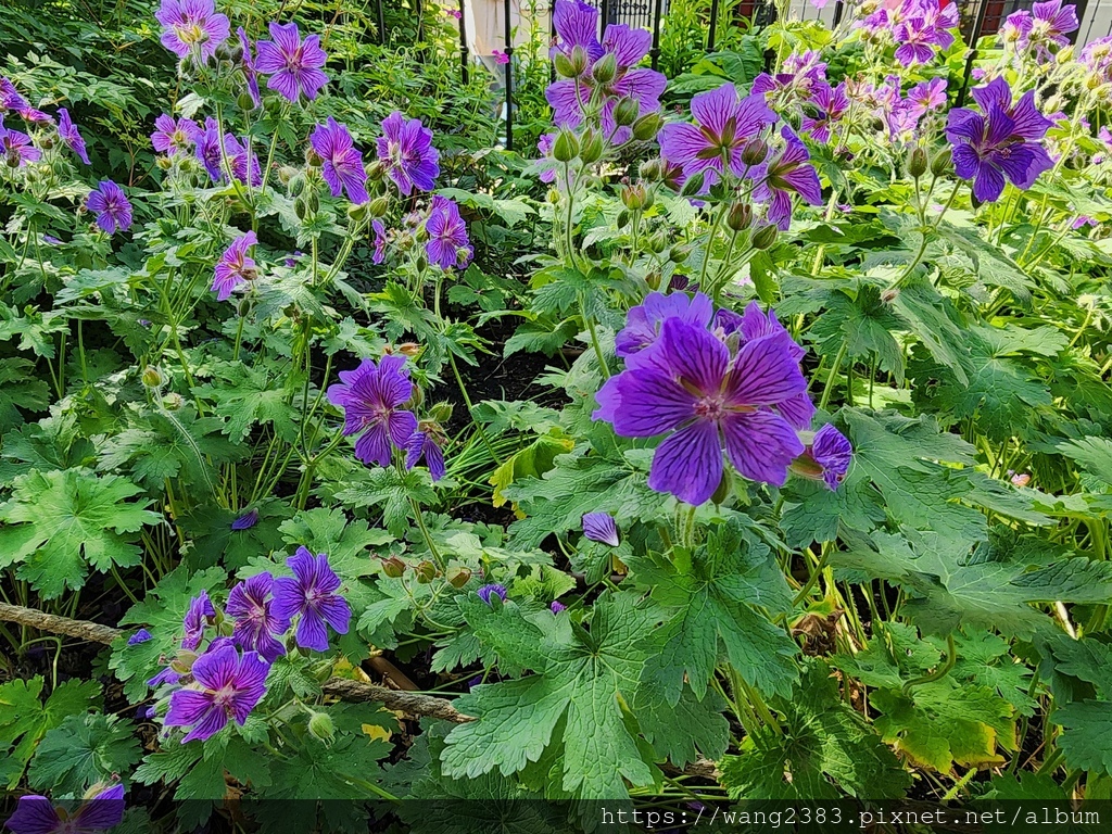 20250527 大花老鸛草 (11).jpg