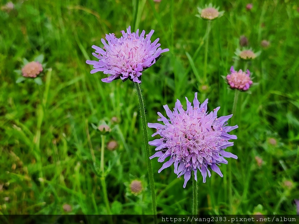 20250528 飛鴿藍盆花 (11).jpg