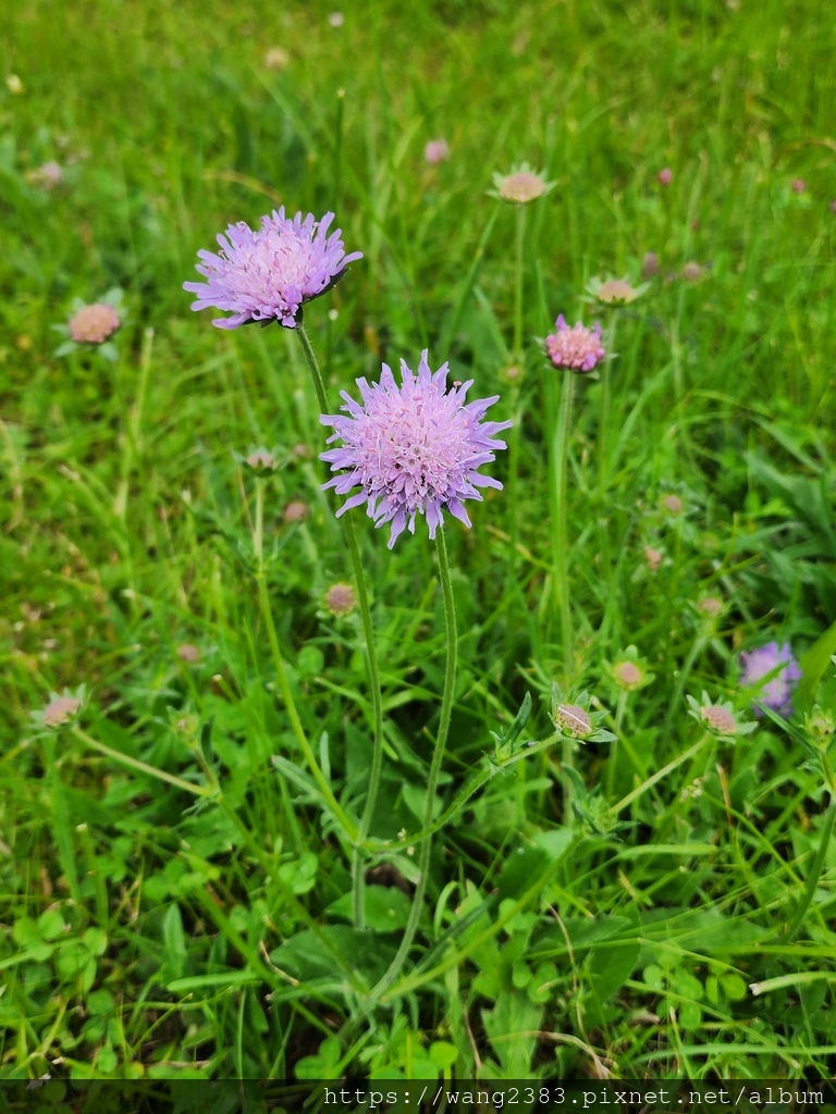 20250528 飛鴿藍盆花 (12).jpg 20250528 飛鴿藍盆花 (12).jpg