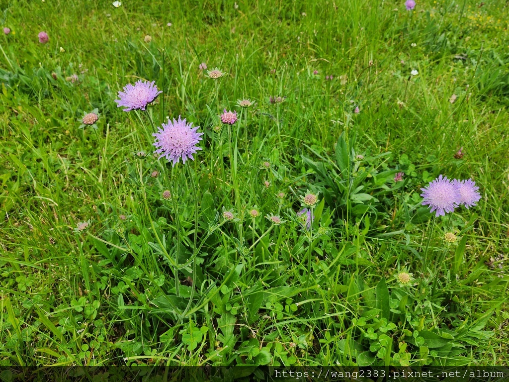 20250528 飛鴿藍盆花 (13).jpg 20250528 飛鴿藍盆花 (13).jpg