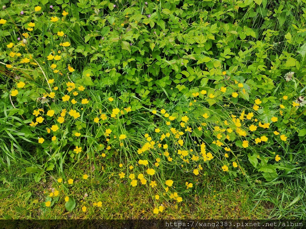 20250530 匍枝毛茛 (11).jpg