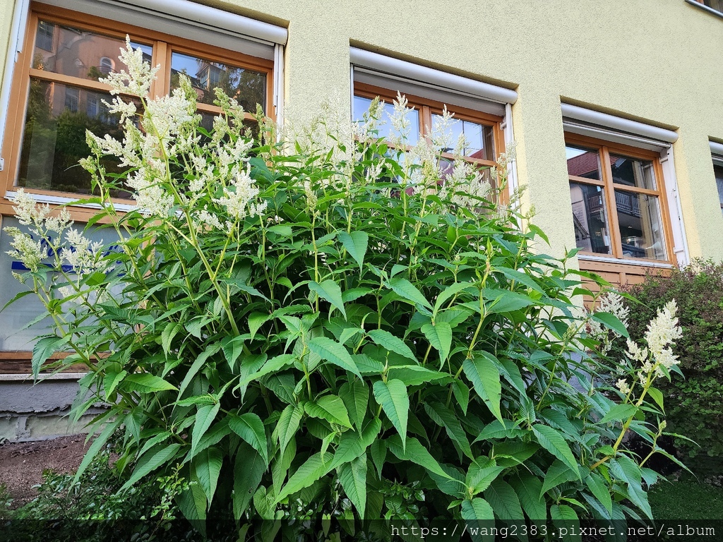 20250530 日本虎杖 (11).jpg