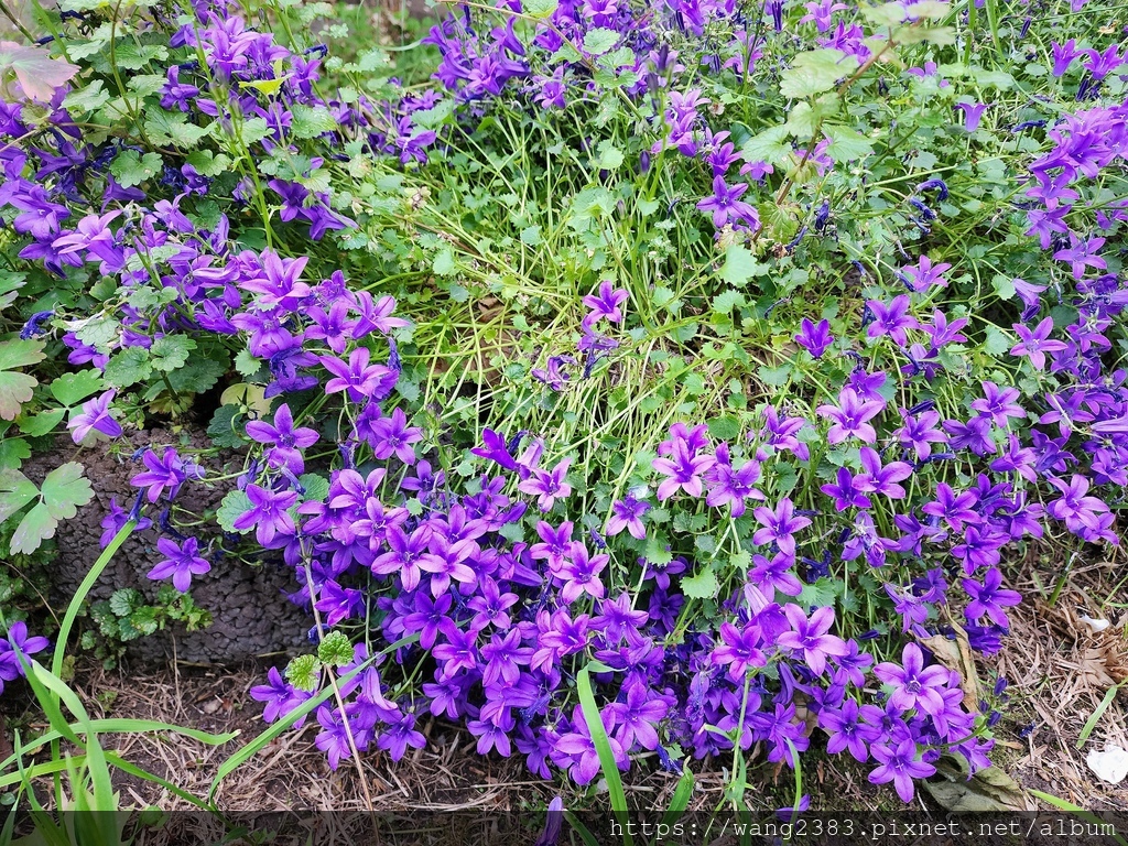 20250531 達爾馬提亞風鈴草 (11).jpg