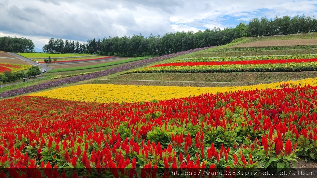 20250805 美瑛之丘 (1).jpg