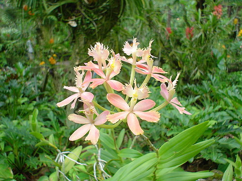 088-National Orchid Garden內蘭花