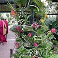 086-National Orchid Garden內一景