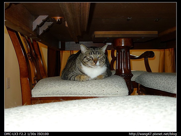 20100404-27Party主辦人家的貓