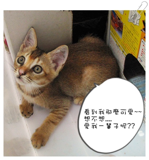 小貓認養01 004.jpg 小貓認養01 004.jpg