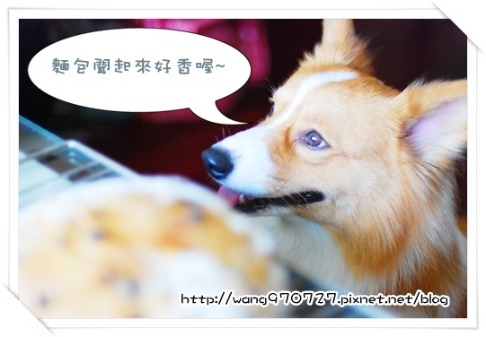 2010.04做麵包 014.jpg 2010.04做麵包 014.jpg