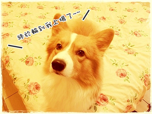 WANG玫瑰花床01.jpg WANG玫瑰花床01.jpg