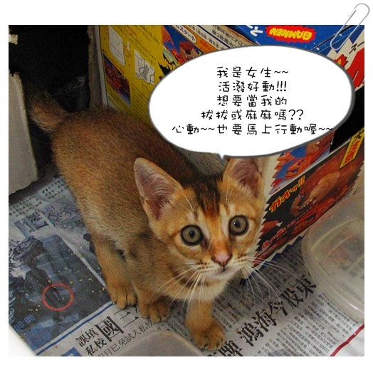 小貓認養01 001.jpg 小貓認養01 001.jpg