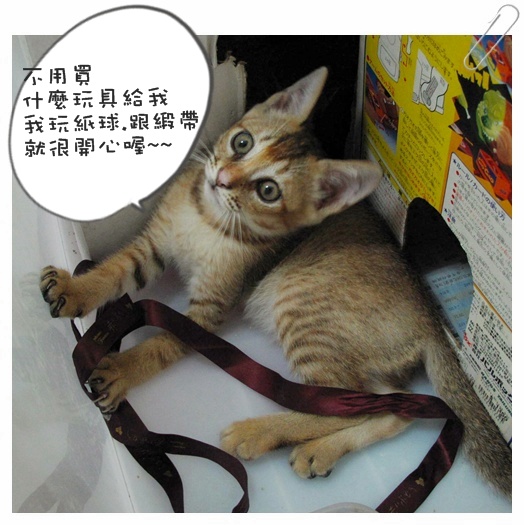 小貓認養01 005.jpg 小貓認養01 005.jpg
