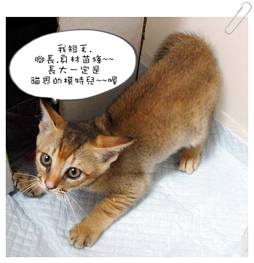小貓認養01 003.jpg 小貓認養01 003.jpg