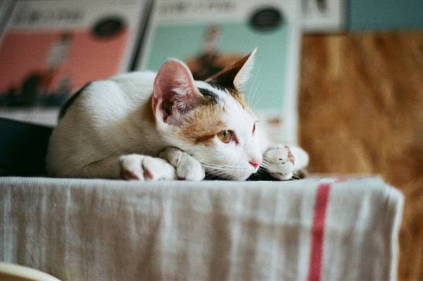 yui趴著很乖.jpg yui趴著很乖.jpg