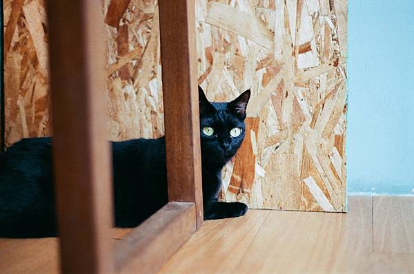 裝傻阿蓋.jpg 裝傻阿蓋.jpg