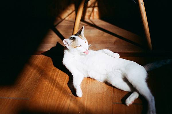 曬著冬陽懶理毛.jpg 曬著冬陽懶理毛.jpg