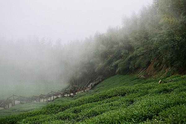 霧淞,微涼.jpg 霧淞,微涼.jpg