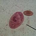 Lab7/Demo的B. coli 大腸纖毛蟲 trophozoite