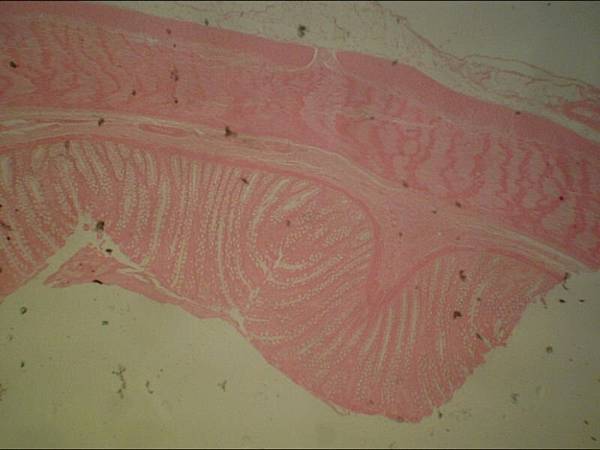 Muscle1012/B77-1