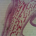 Bone formation/B12-1