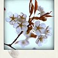千本山櫻花