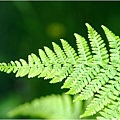 Fern_web.jpg