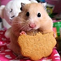 hamster1.jpg