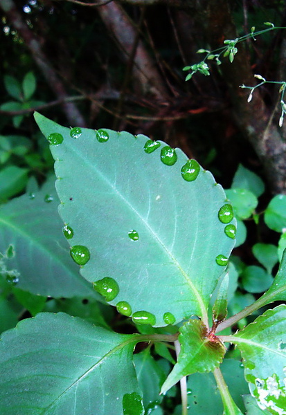 2 冬山梅花湖 (13).jpg