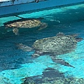 沖繩！！！_170828_0496.jpg